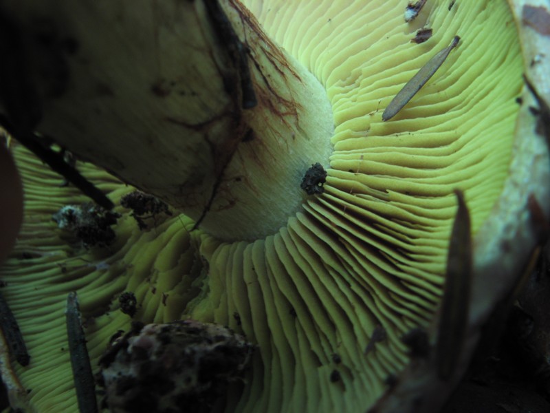 Per chi si vuol divertire!